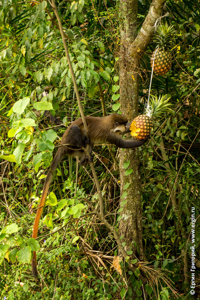 Краснохвостая обезьянка нашла наши ананасы