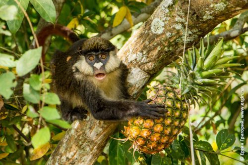 Недоуменная обезьянка с ананасом