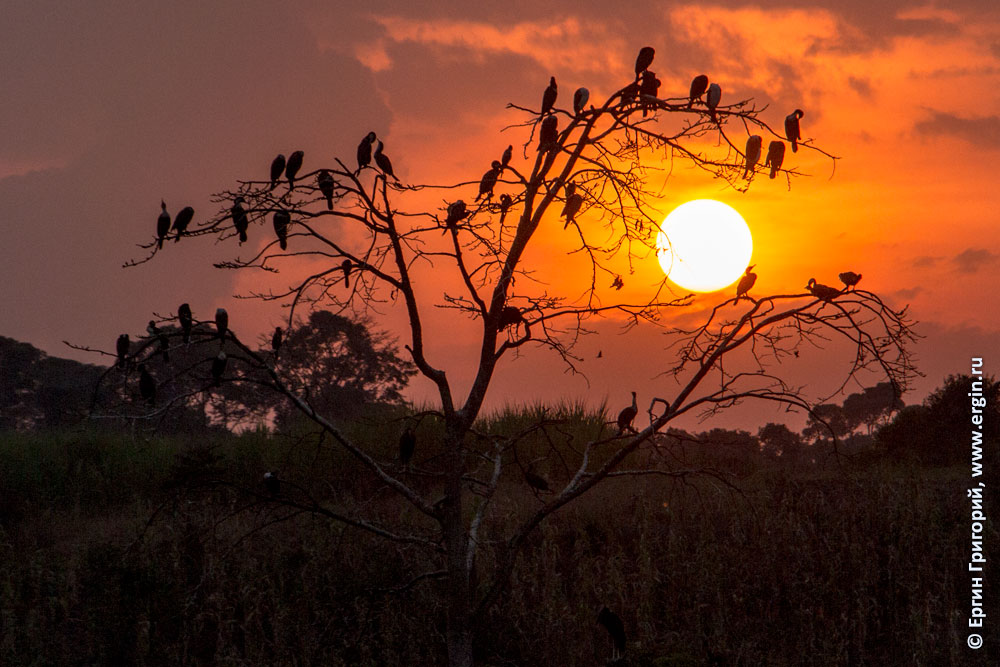 Рассвет в Африке и дерево с птицами бакланами