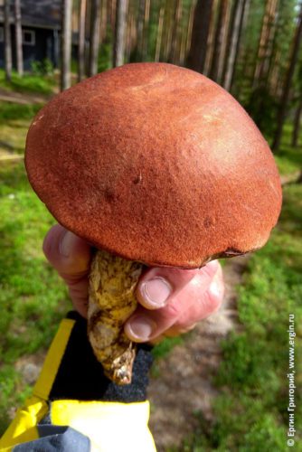 Красный гриб подосиновик в Лиексе кемпинге Нейтикоски
