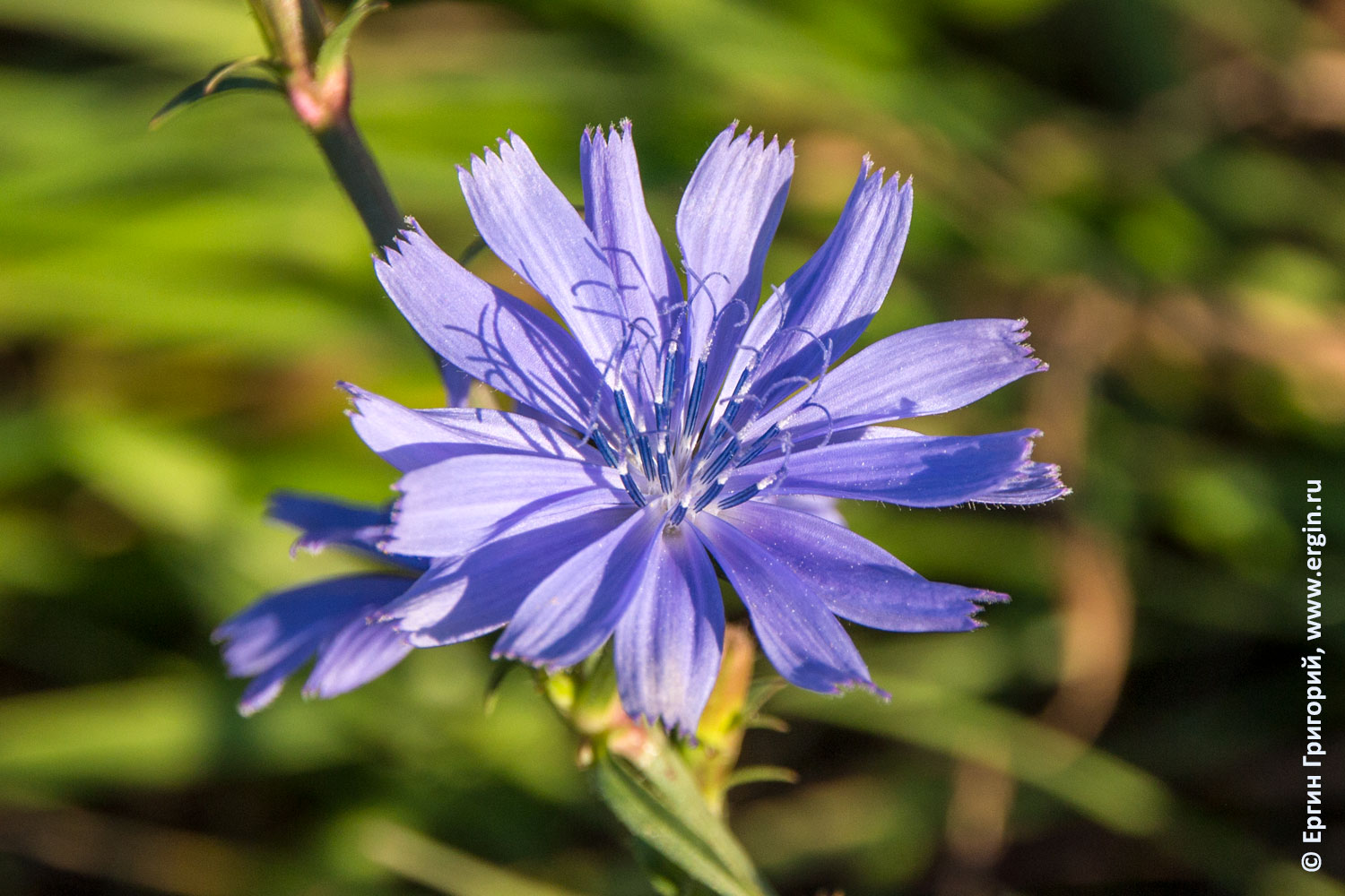 Платтлинг голубой цветок