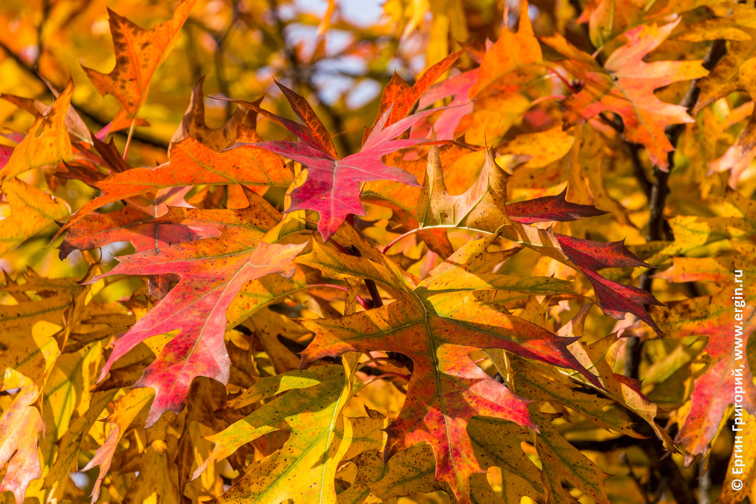 Платтлинг Германия красные листья на деревьях осенью