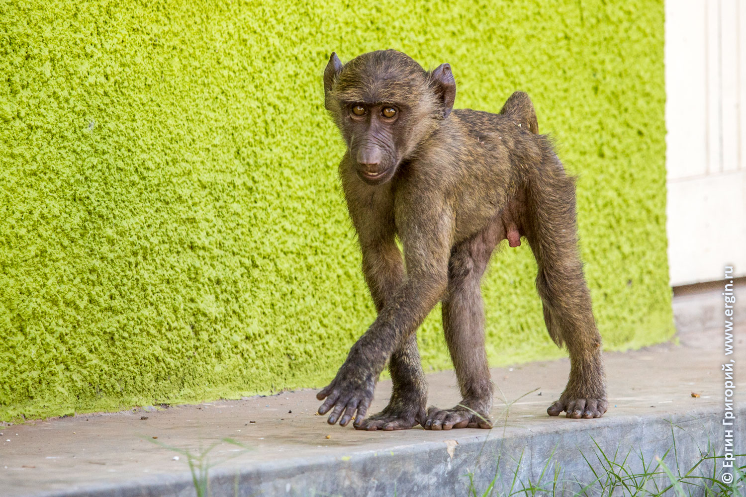 Черт детеныш бабуина обезьяна в Уганде
