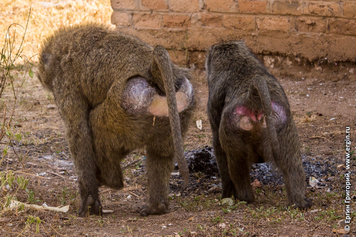 Кожаные зады обезьян бабуинов