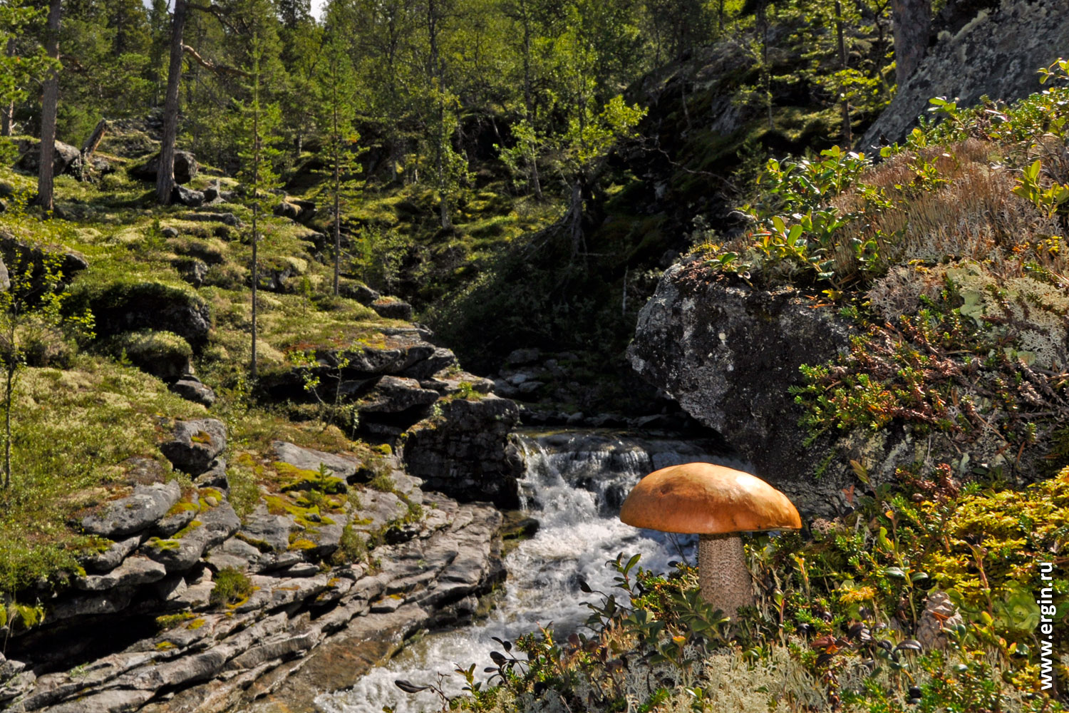 Норвежские грибы