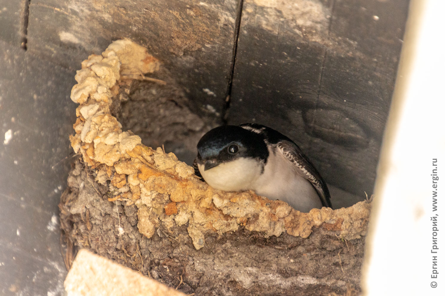 Гнездо с ласточкой в Лиексе кемпинге Нейтикоски