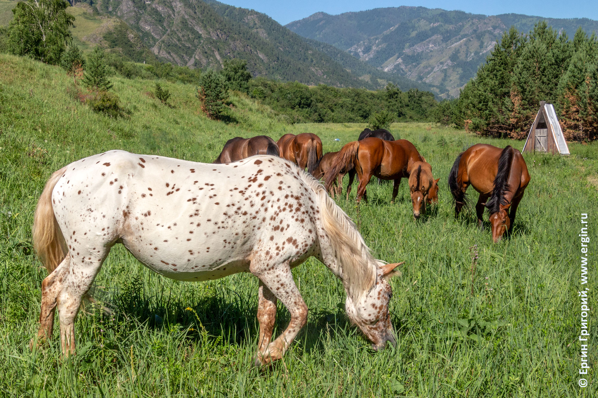 Алтайский чубарый конь