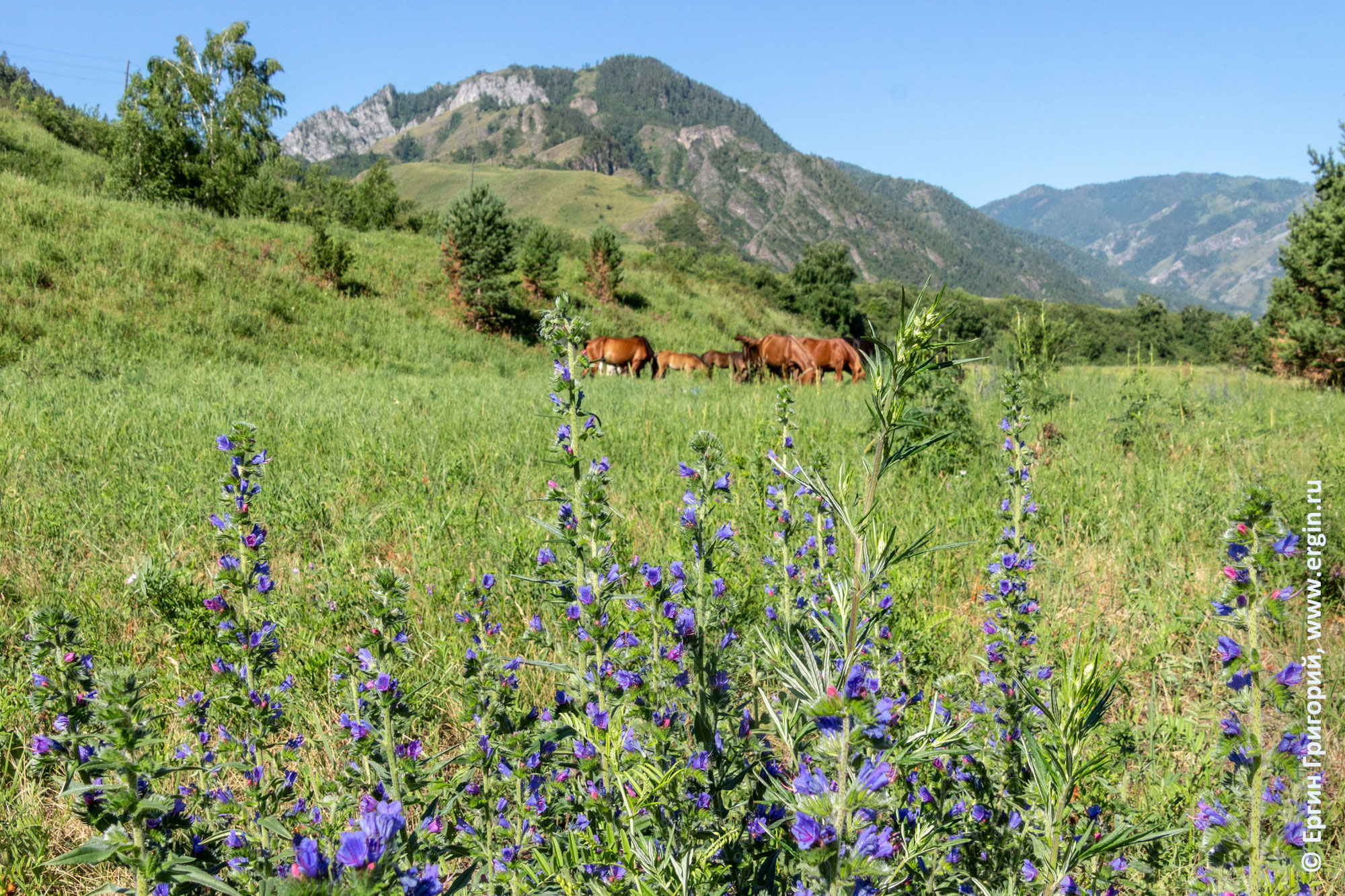 Алтай: цветы, горы, лошади