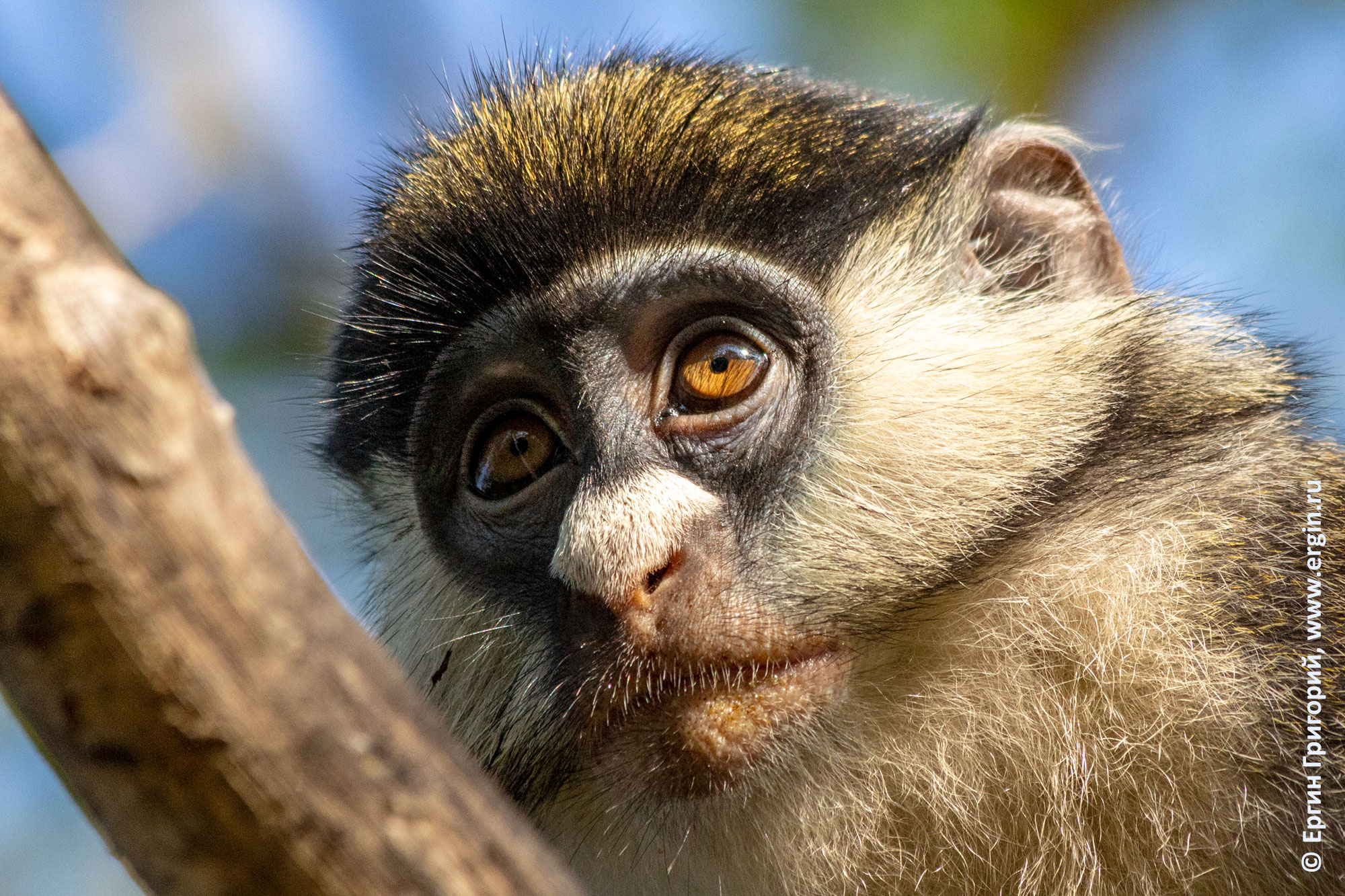 Морда лицо краснохвостой обезьяны в Уганде