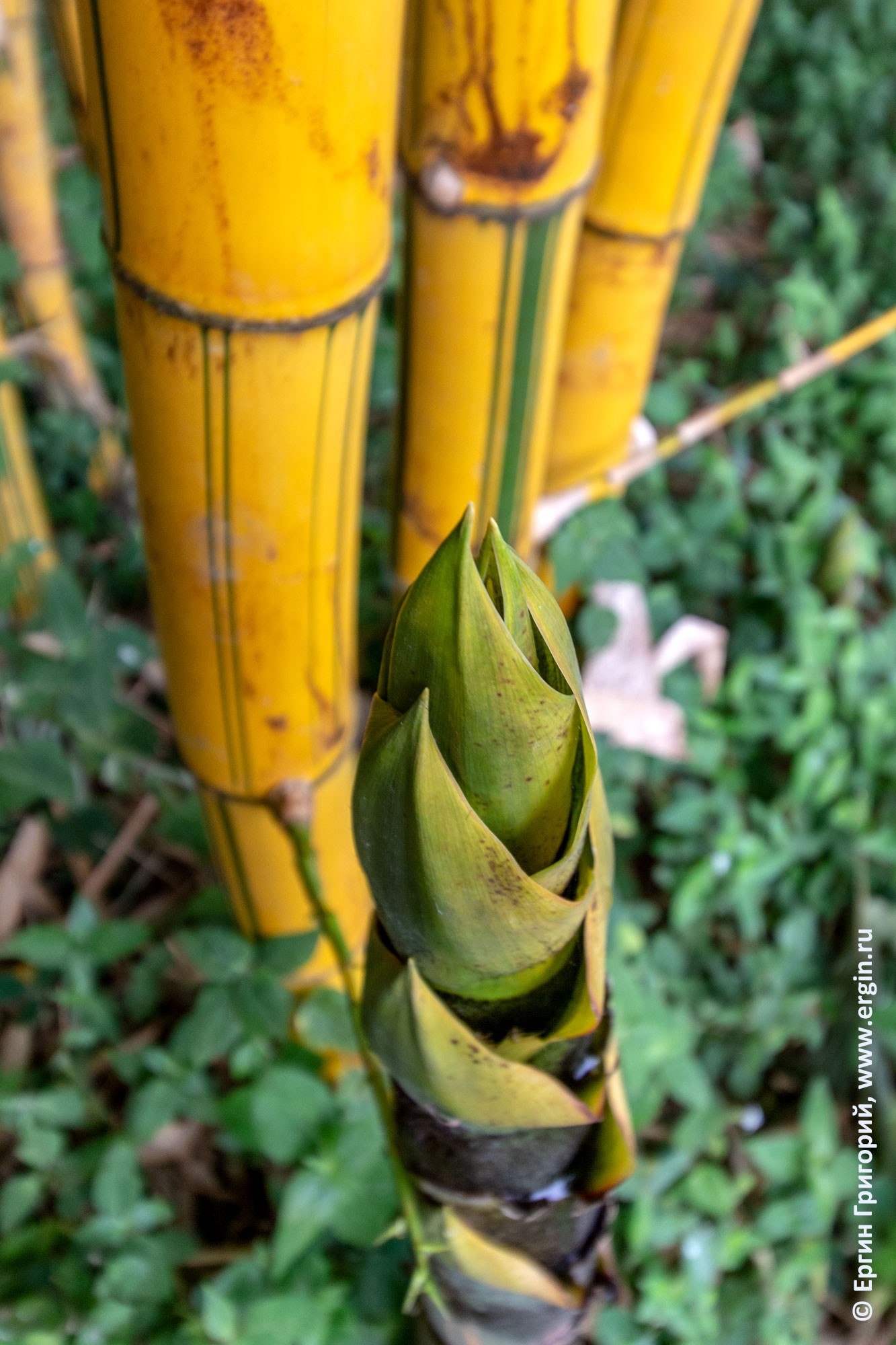 Стволы и молодые острые побеги бамбука Уганда