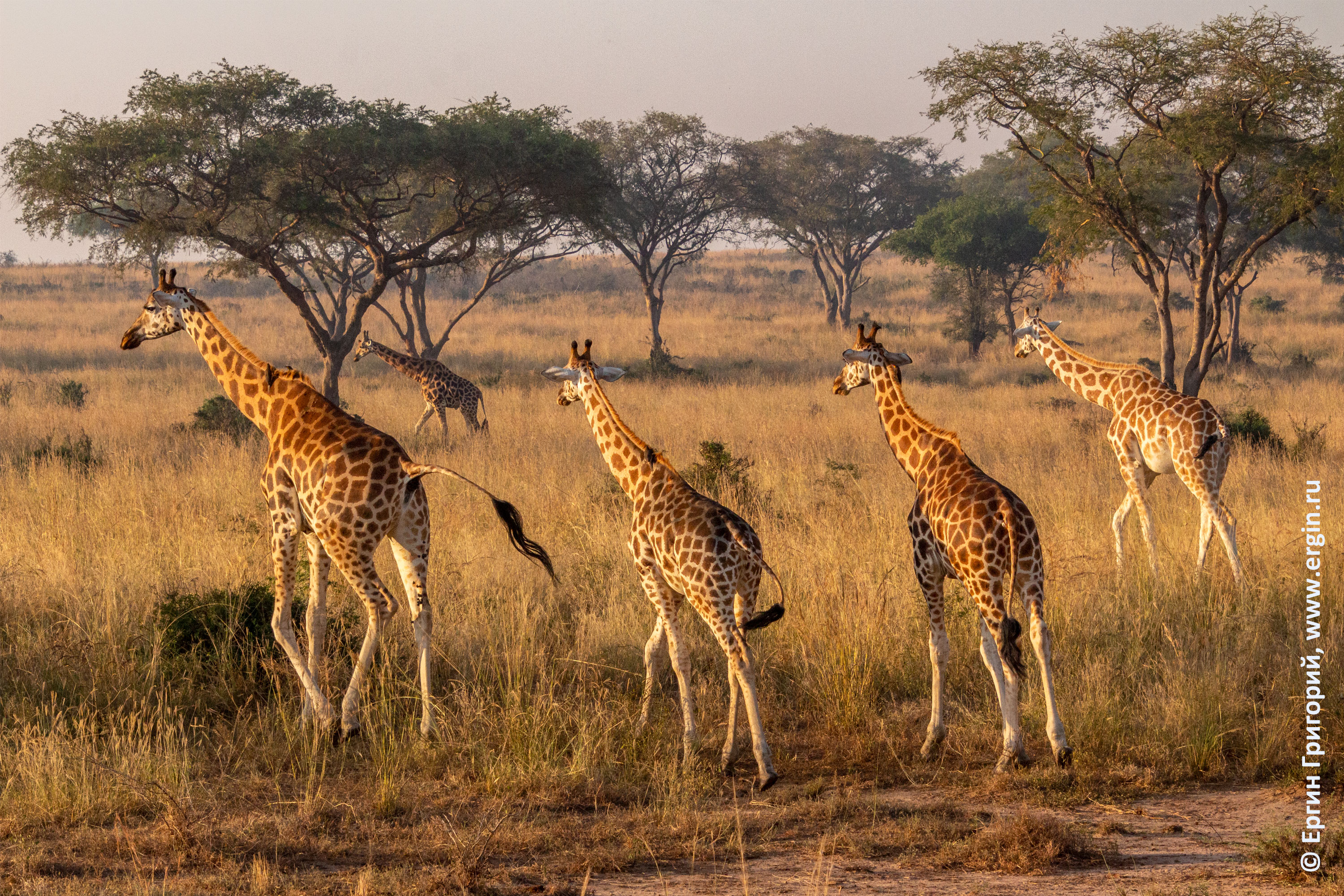 Жирафы в саванне Африка Уганда сафари