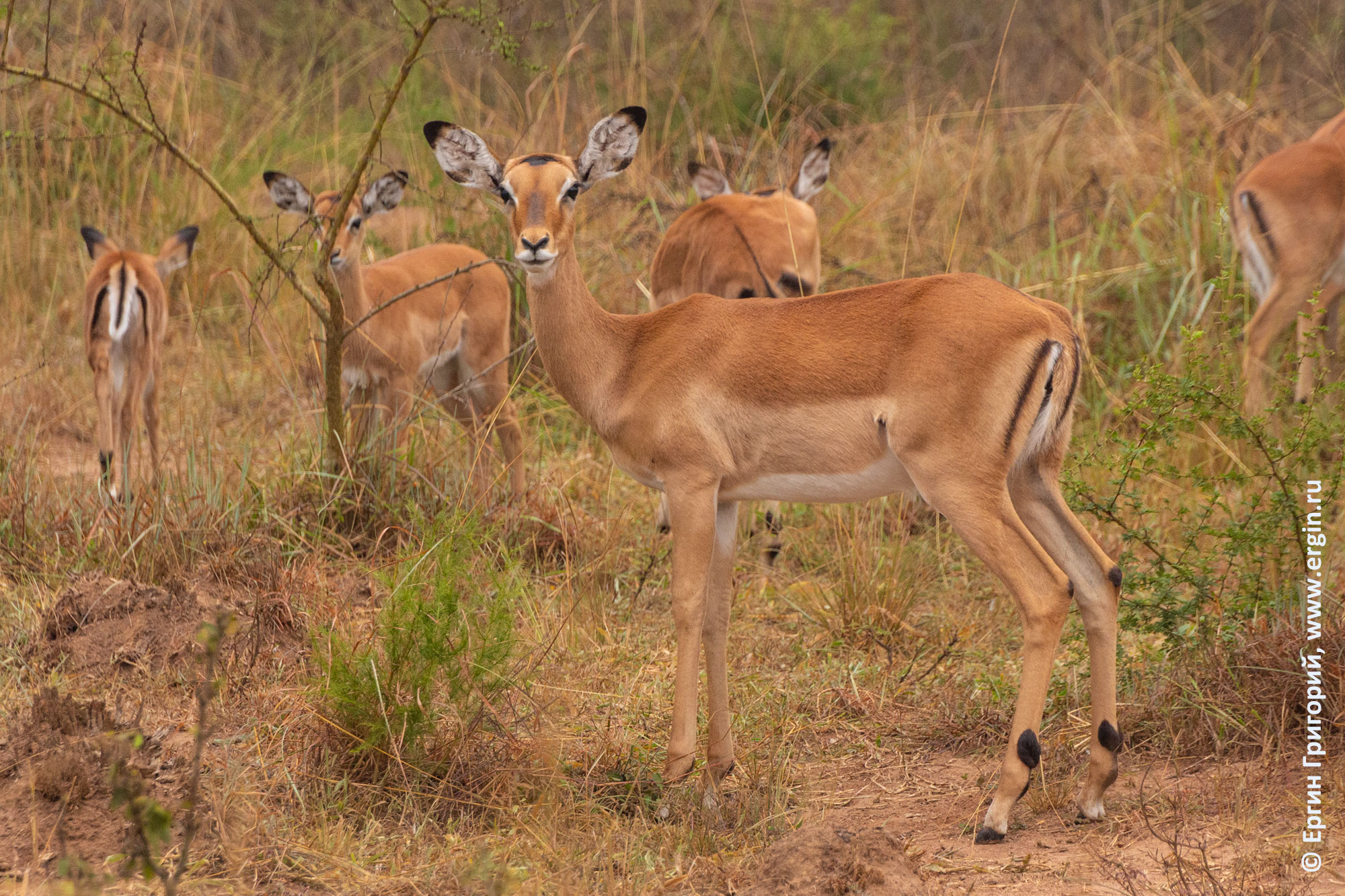 Антилопа Импала, самки. Африка, Уганда, сафари, национальный парк Queen Elizabet