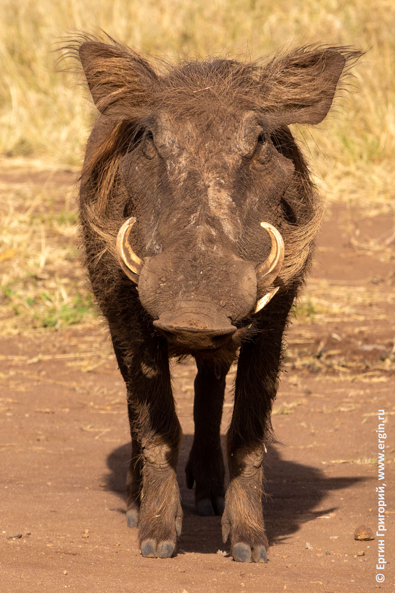 Бородавочник warthog Африка Уганда сафари национальный парк Кидепо