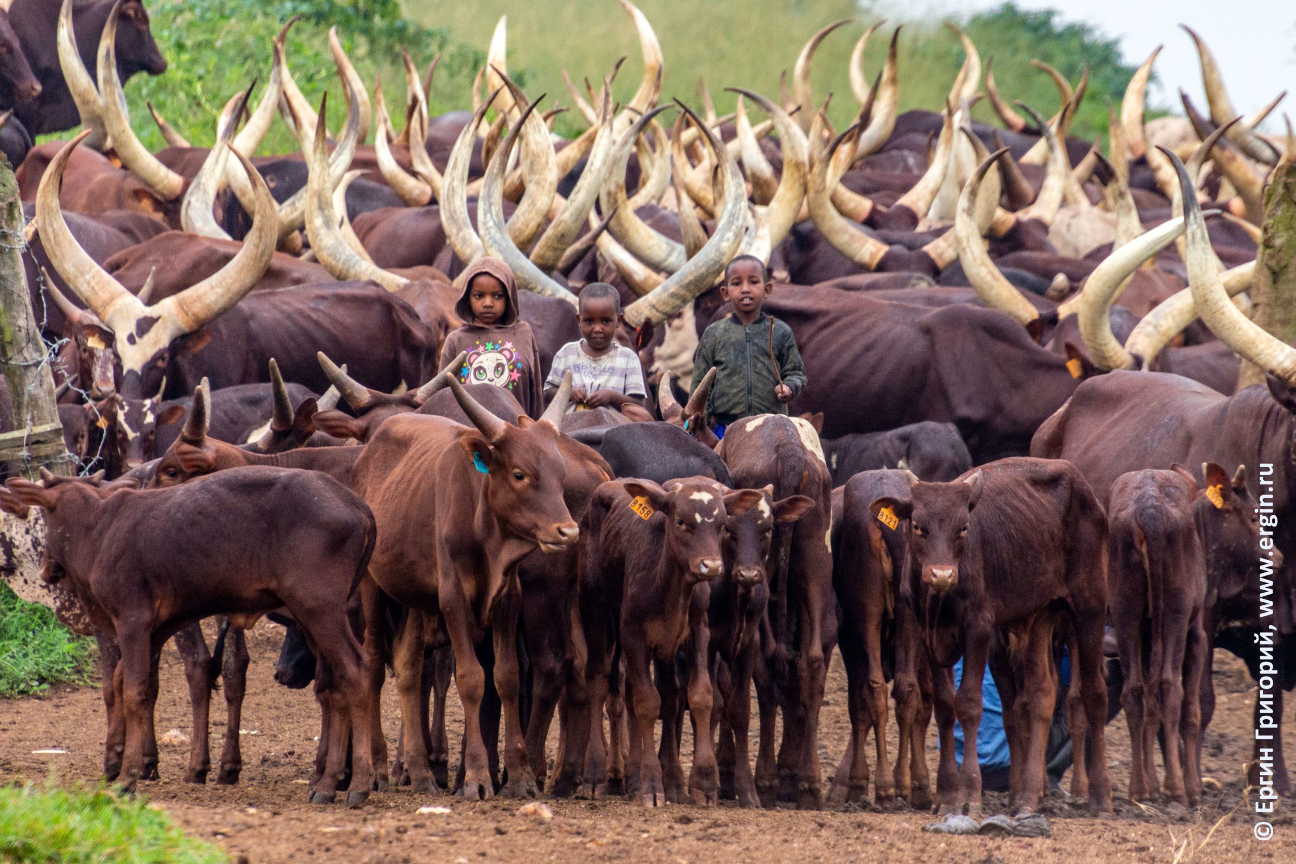 Большерогие коровы Уганды