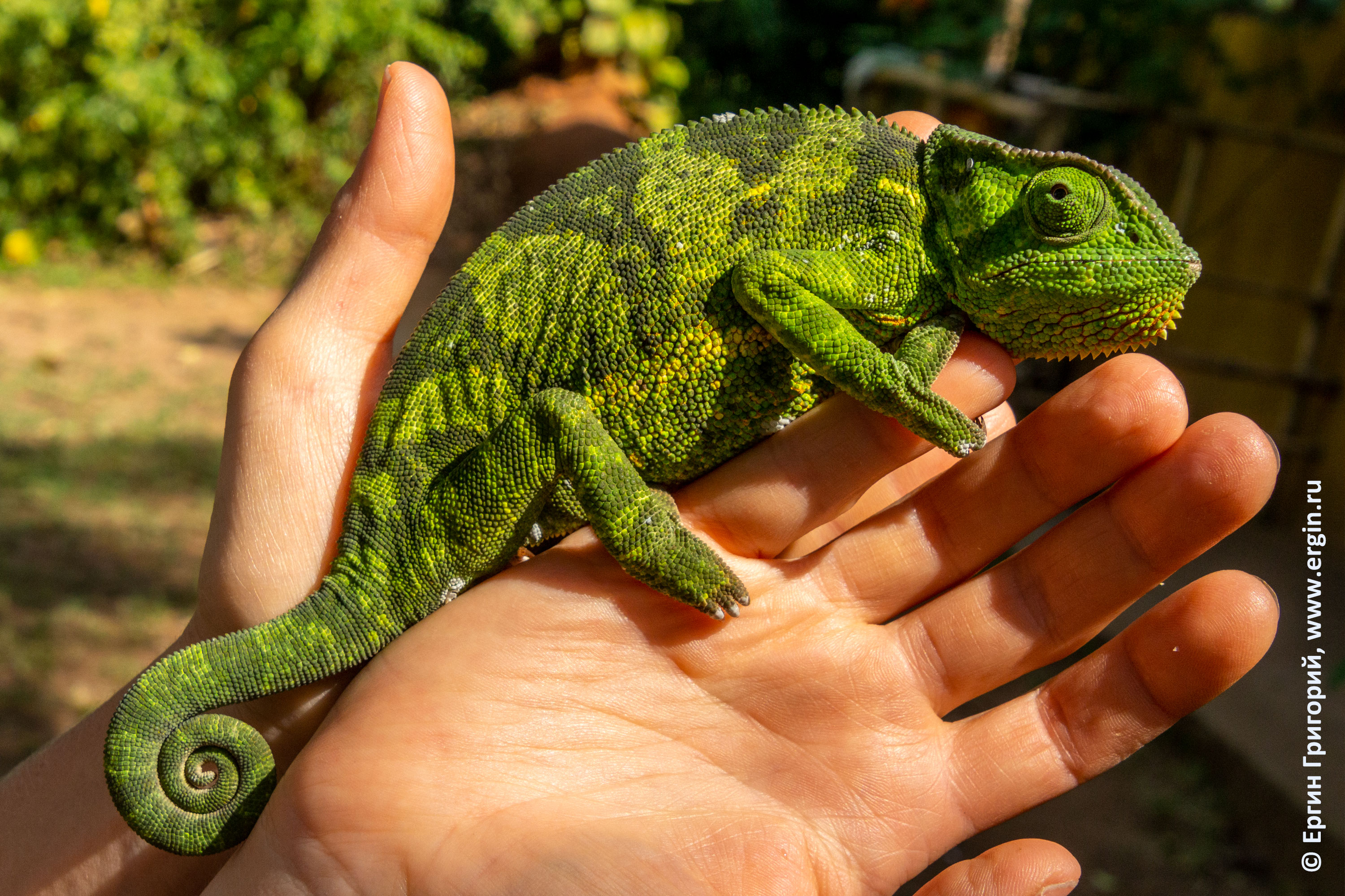 Большой африканский зеленый хамелеон на руке