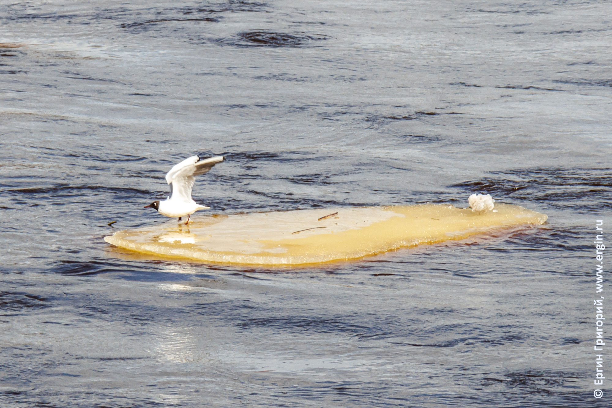 Чайка на плывущей по Луге льдине