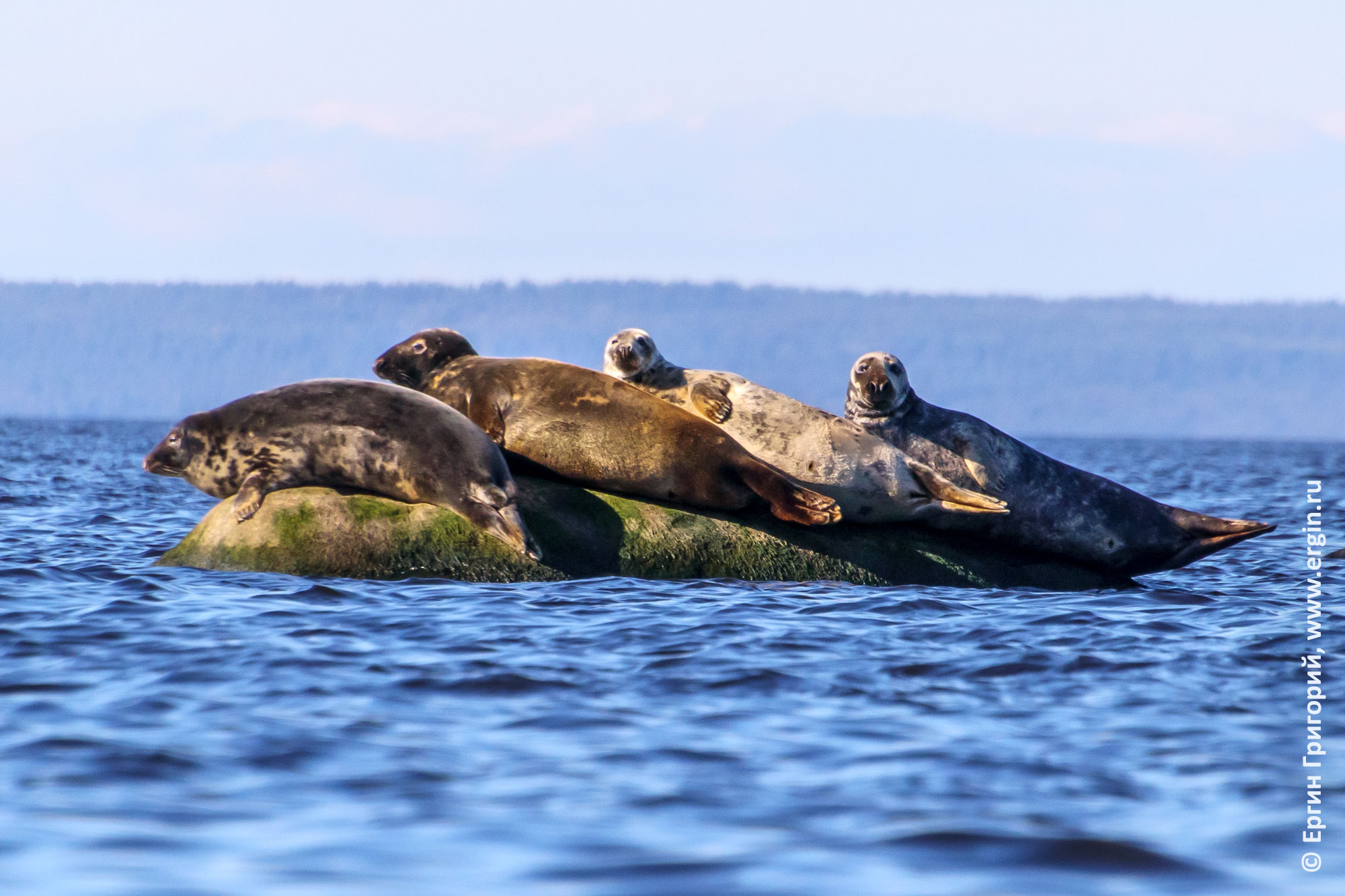 Четыре тюленя лежат на камне