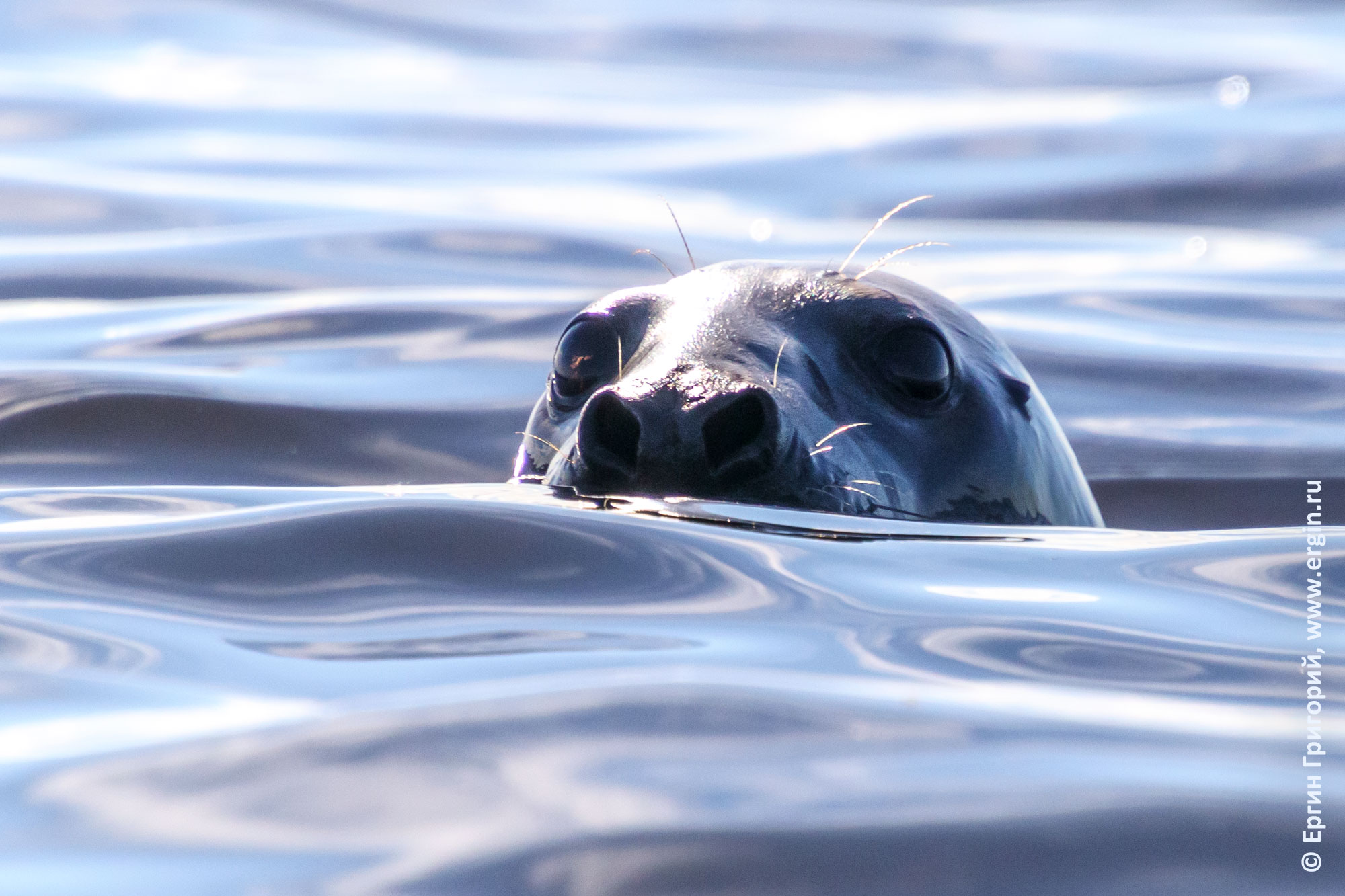 Голова тюленя, следящего за каякерами