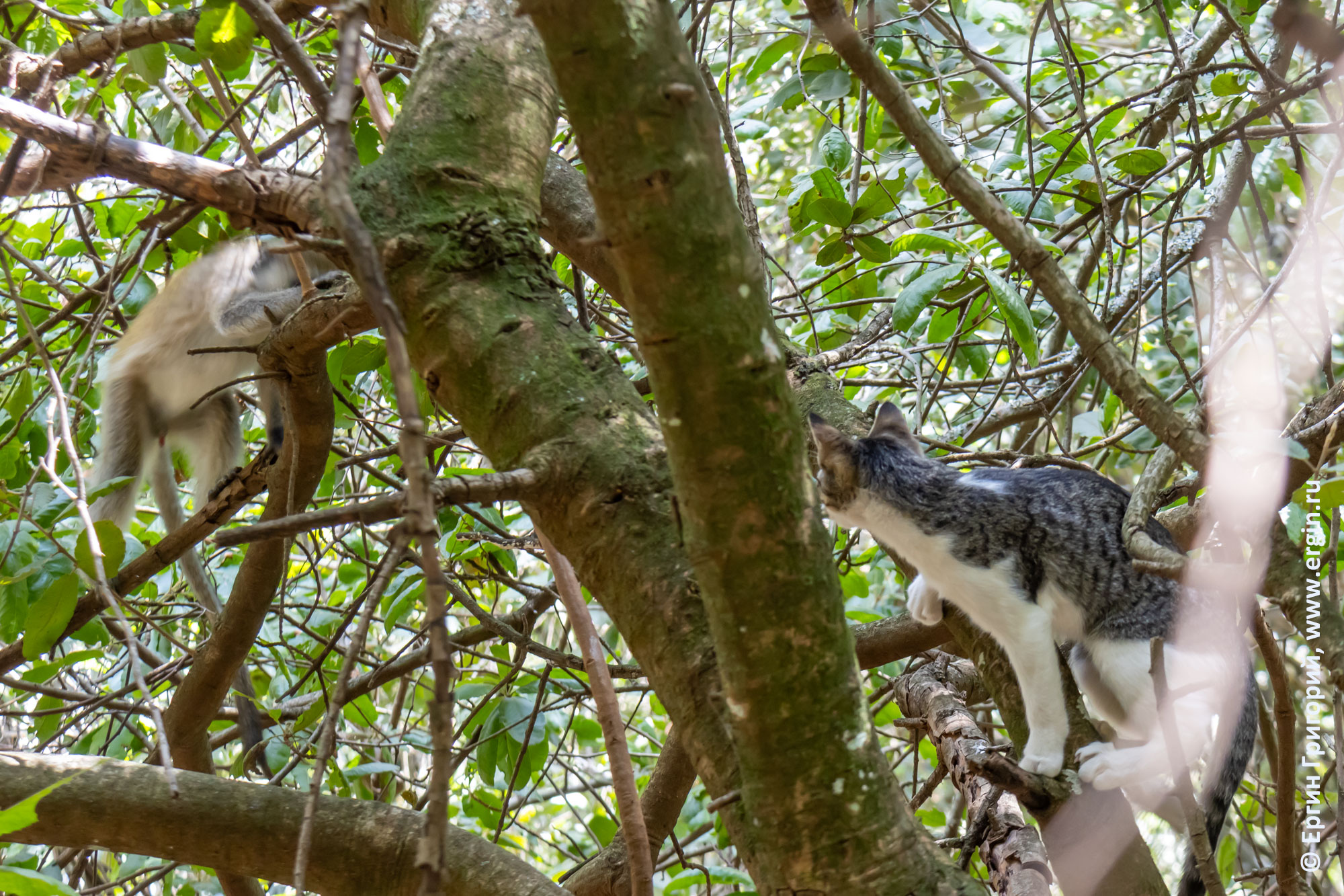 Кошка и мартышки-верветки на дереве в Кении