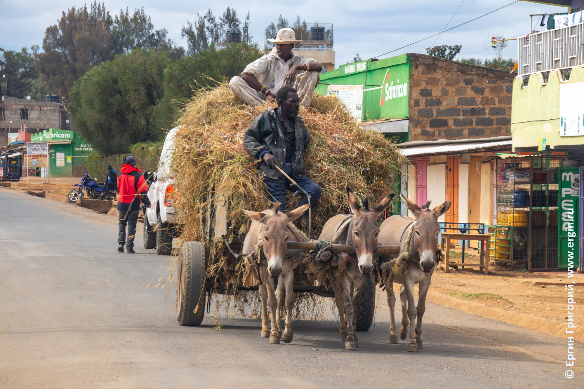 Повозка с тремя осликами в Нанюки, Кения