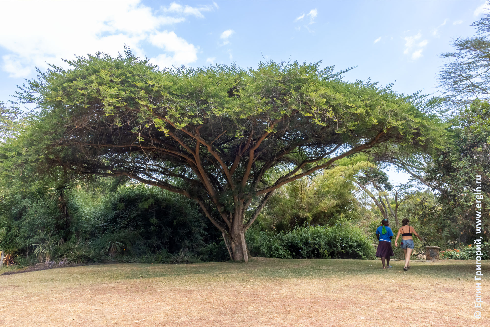 Сад у африканского дома-замка в Кении 