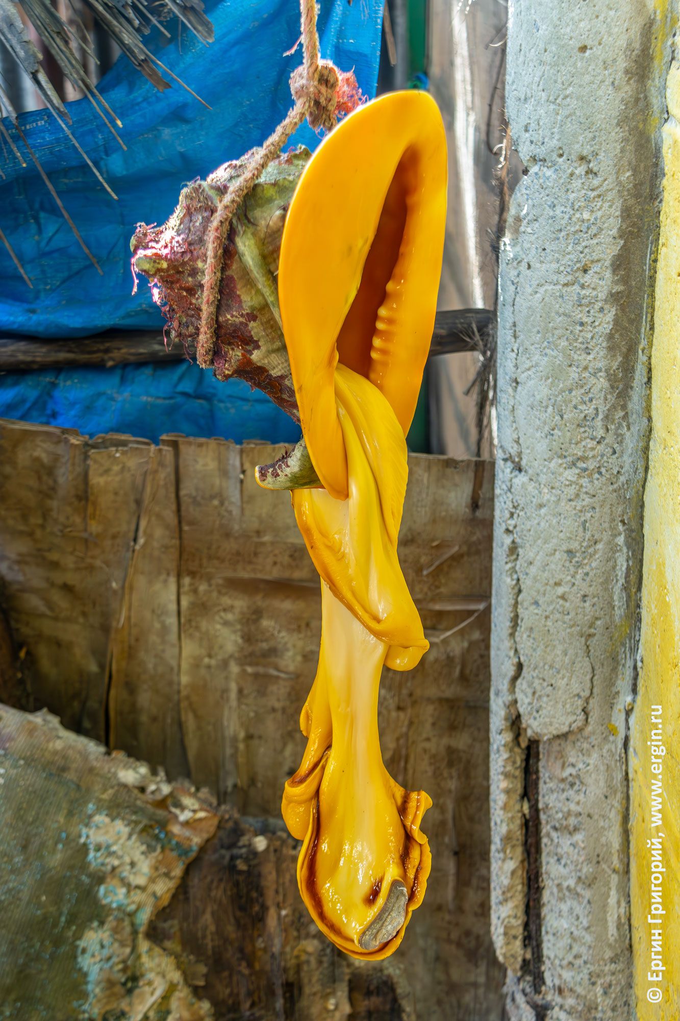 Извлечение большого моллюска из раковины в Кении, Диани бич