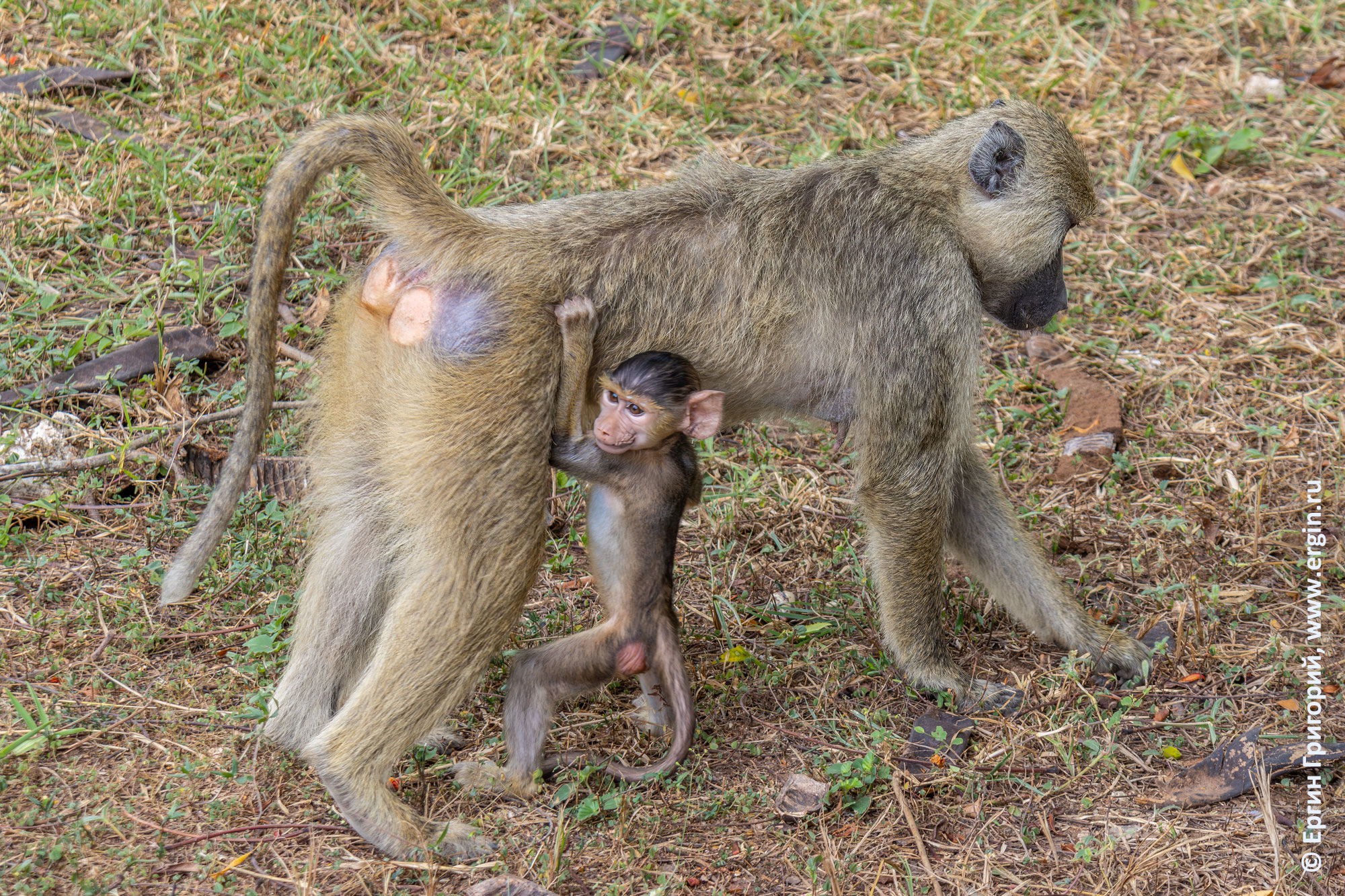 Самка бабуина с детенышем