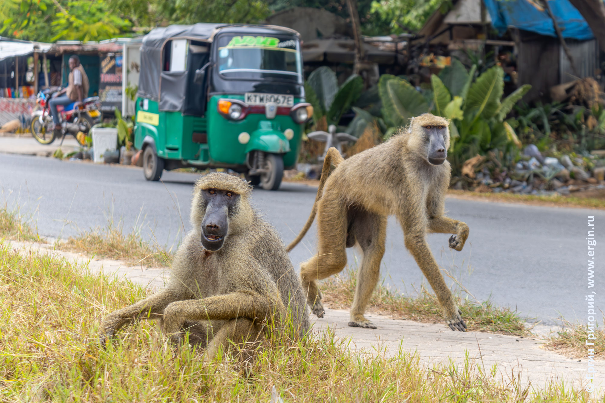 Бабуины в Кении возле дороги с тук-туками