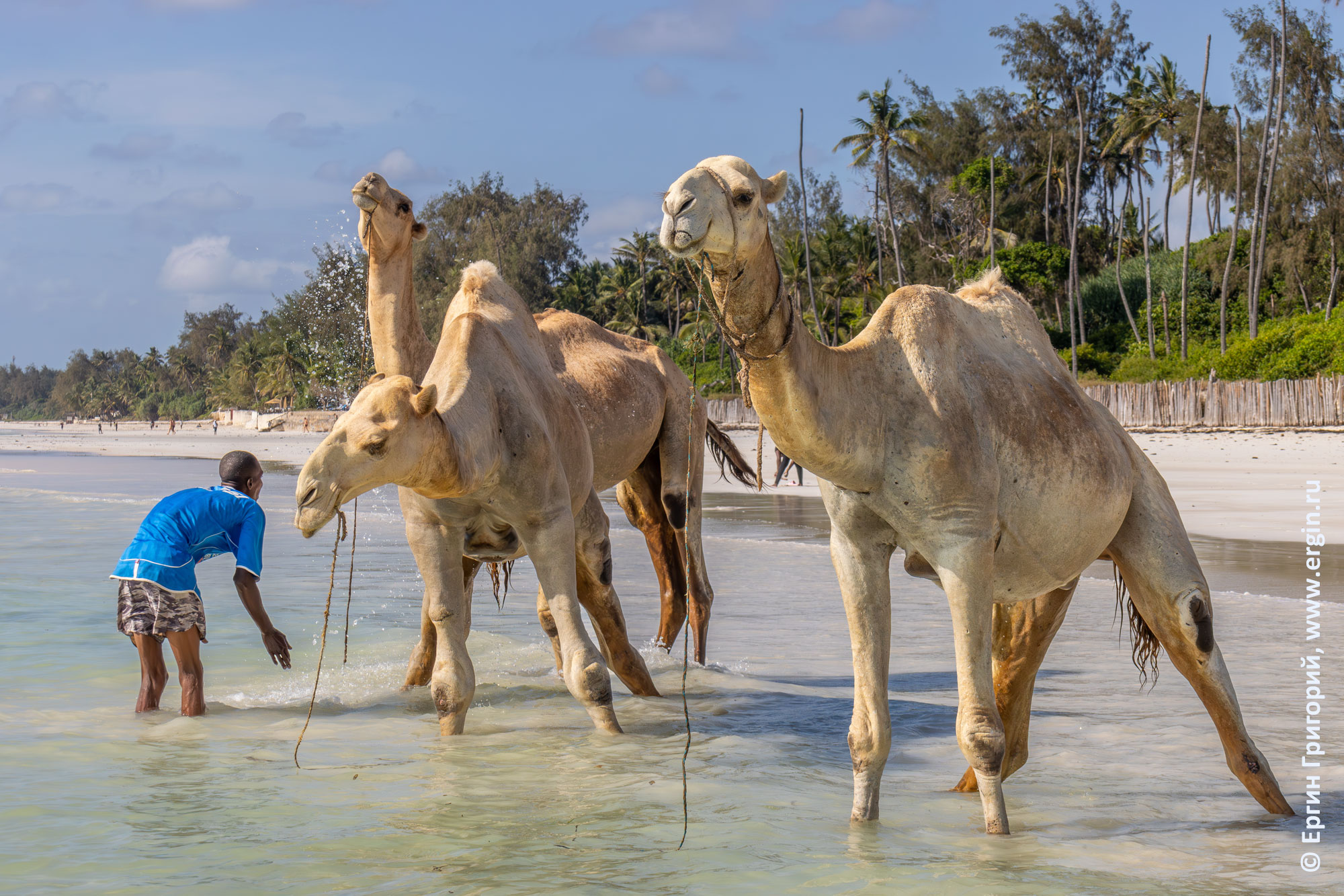 Утреннее купание верблюдов в Индийском океане на Диани бич