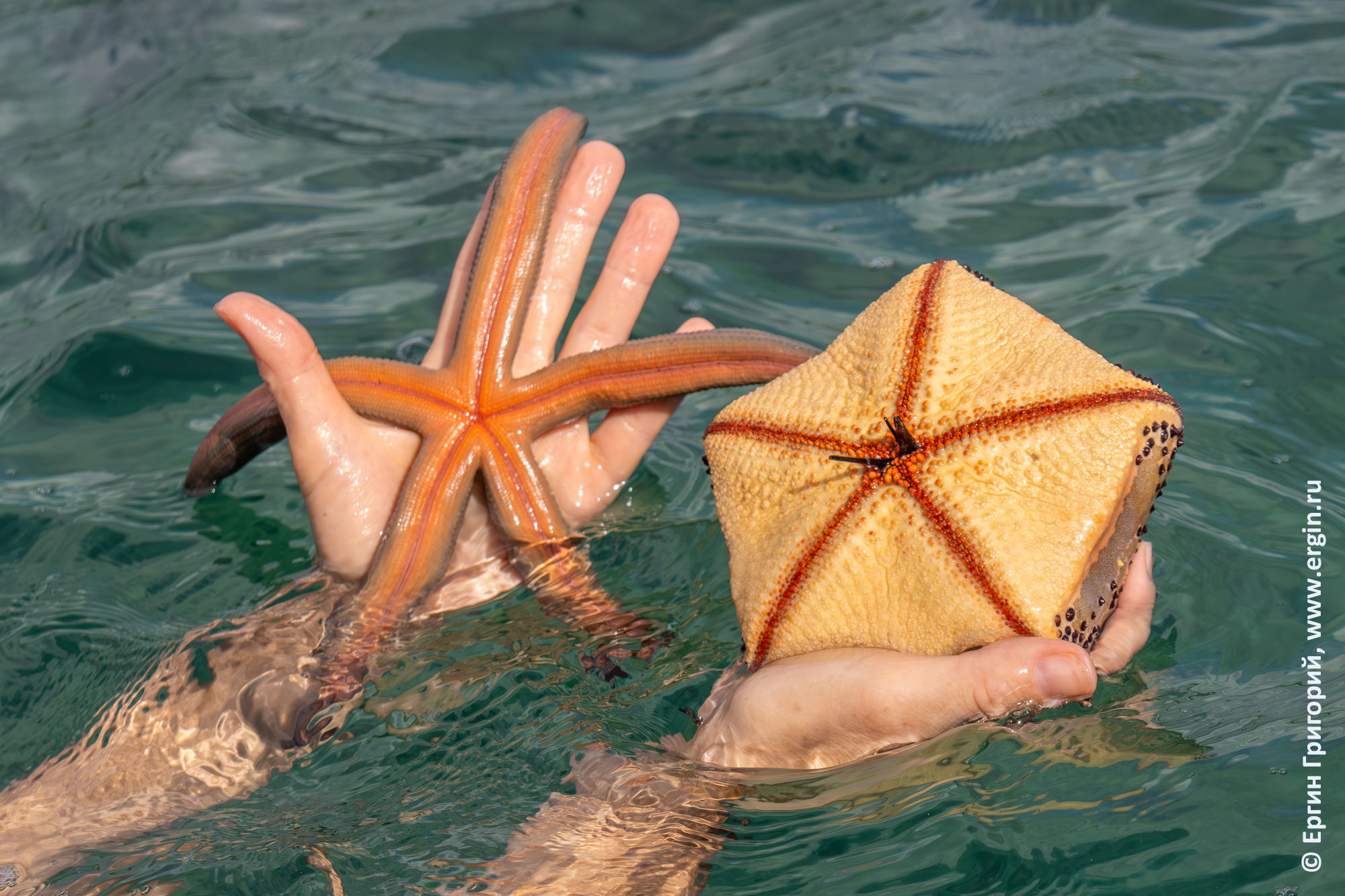 Подушкообразная морская звезда снизу, Индийский океан, Диани бич