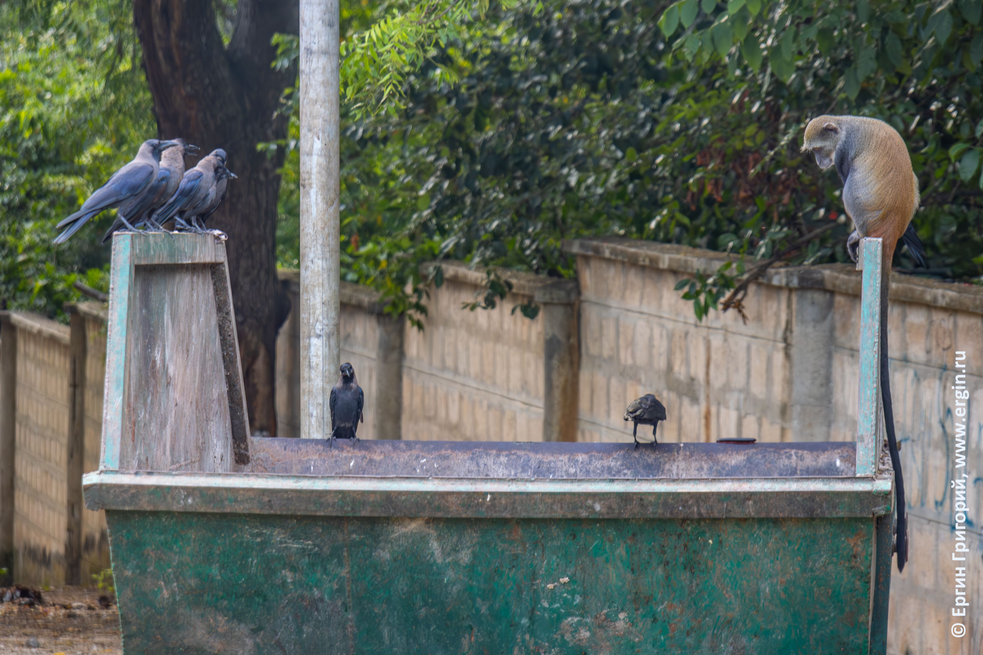 Помойка в Кении: вороны и обезьяны